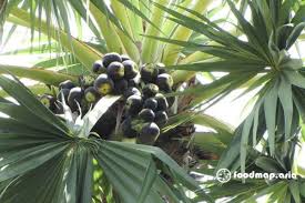 Tổng quan về thốt nốt