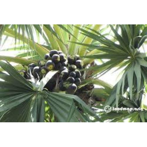 Tổng quan về thốt nốt